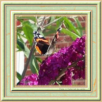 Rahmen-Tutorial Butterfly