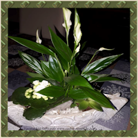 Tutorial Eye Candy_5